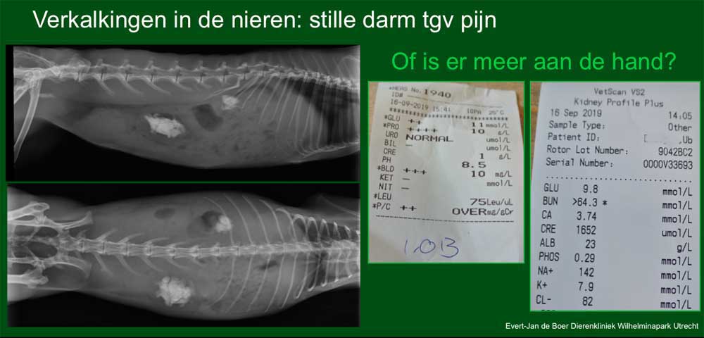 Konijn met een nierfalen en Fanconi syndroom